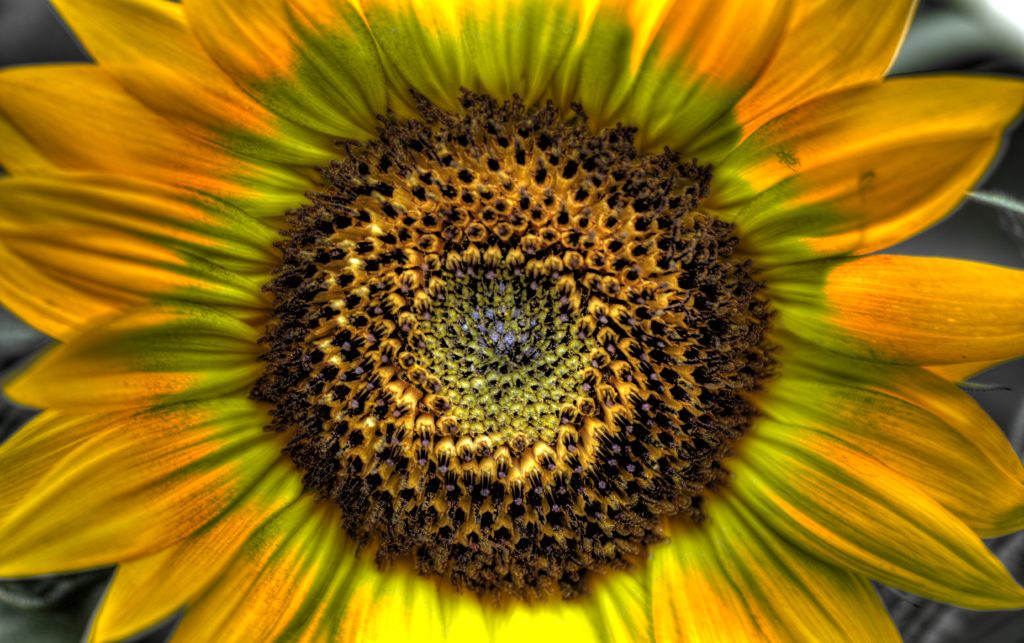 HDR Sunflower