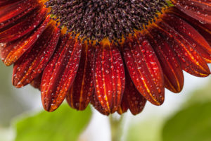 Wet Sunflower