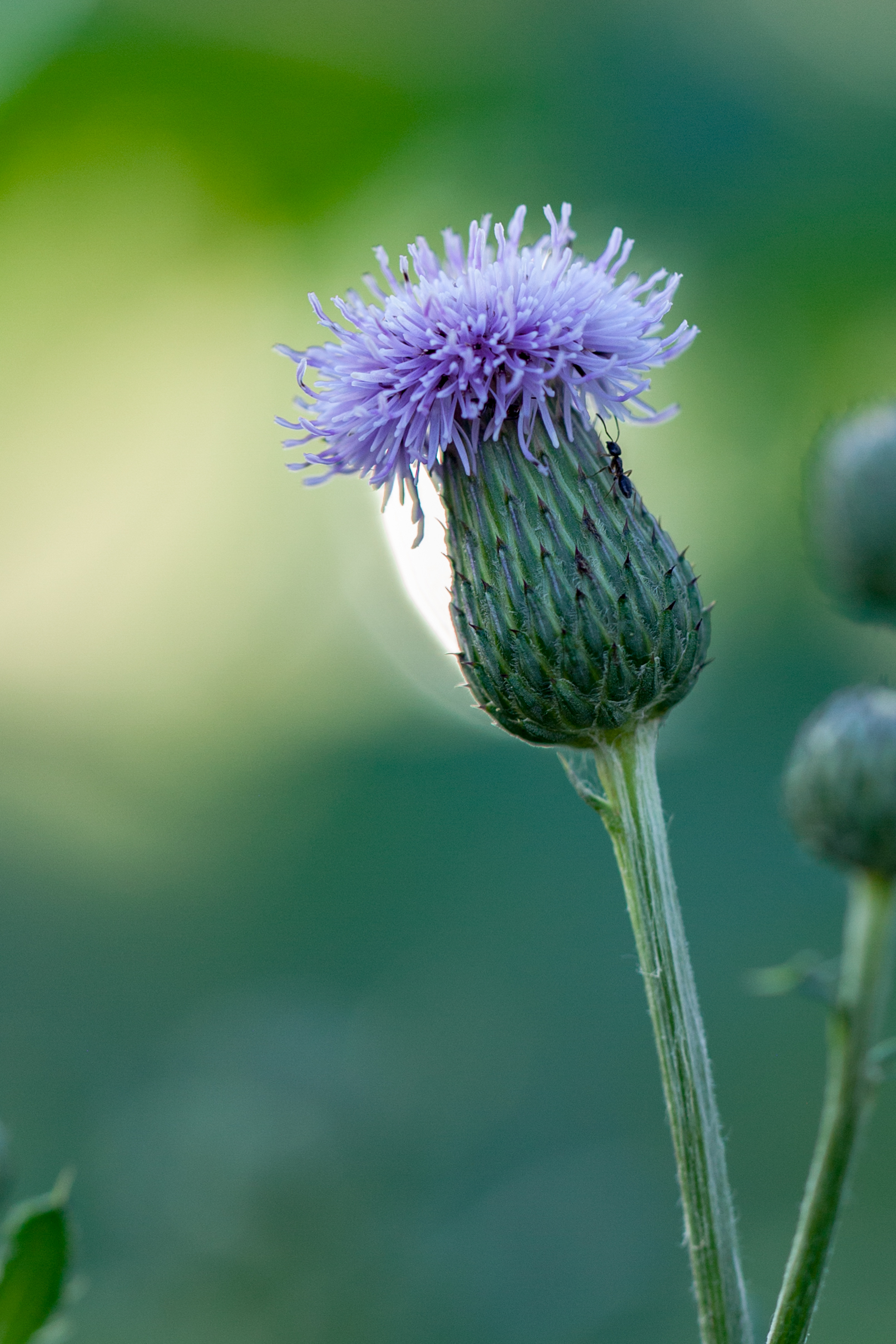 Thistle and Ant