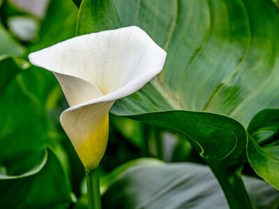 Greenhouse Lily