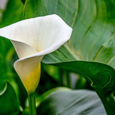 Greenhouse Lily