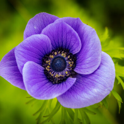 Purple Anemone