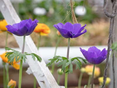 Anemones Growing in a Greenhouse