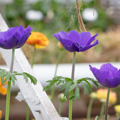 Anemones Growing in a Greenhouse