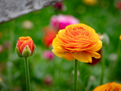 Carnations Growing in Greenhouse