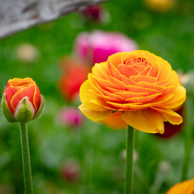 Carnations Growing in Greenhouse