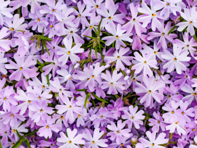 Phlox