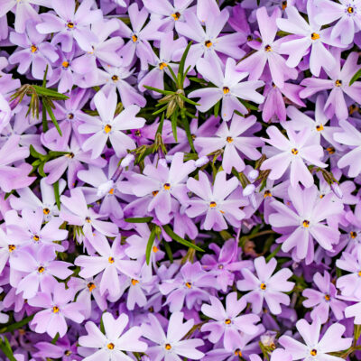 Phlox