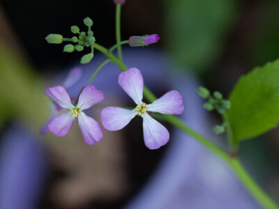 Radish Flower