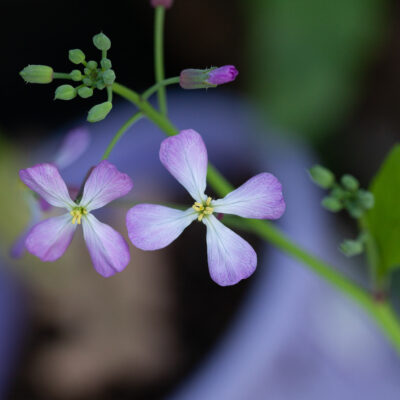 Radish Flower