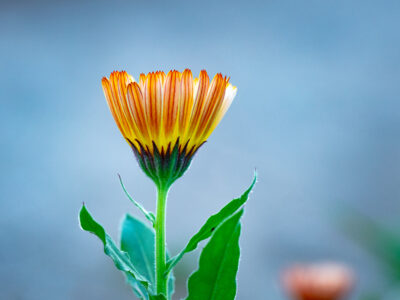 Calendula Flower