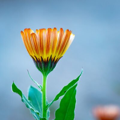 Calendula Flower