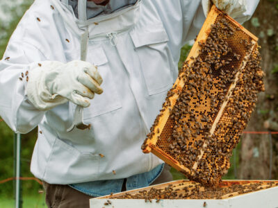 Working the Beehives