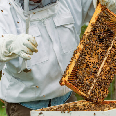 Working the Beehives