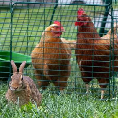 Chicken Gossip