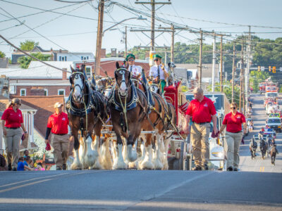 Clydesdales on Parade