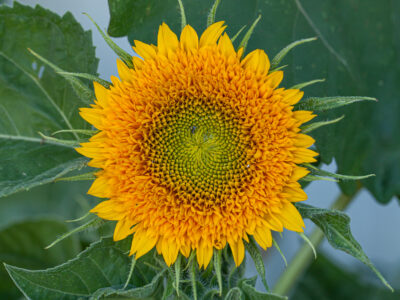 Teddy Bear Sunflower