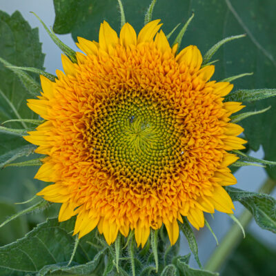 Teddy Bear Sunflower