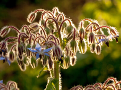 Borage at Sunset