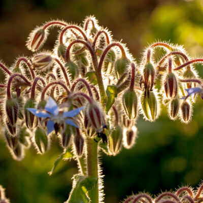 Borage at Sunset