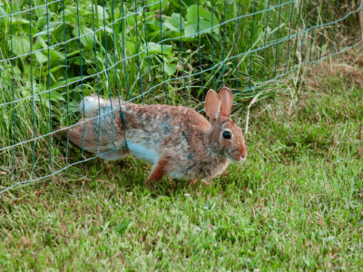 Rabbit Escape