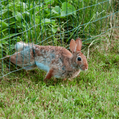 Rabbit Escape