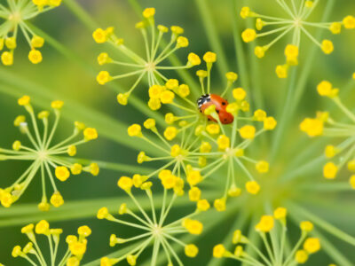 Ladybug on Dill or Cilantro