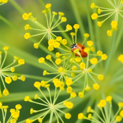 Ladybug on Dill or Cilantro