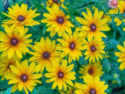 Rudbeckia