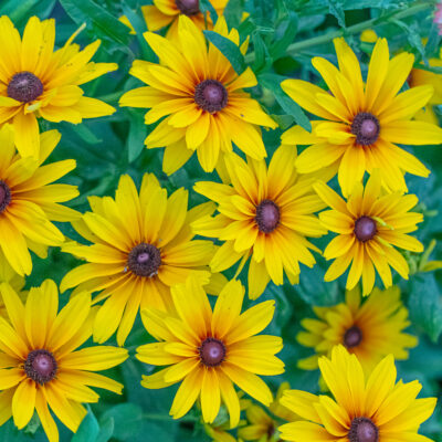 Rudbeckia