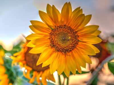 HDR Sunflower with Bees