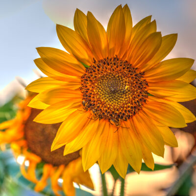 HDR Sunflower with Bees