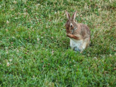 Rabbit Cleaning Its Front Paws