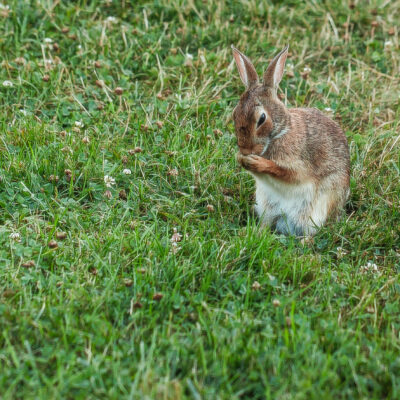 Rabbit Cleaning Its Front Paws