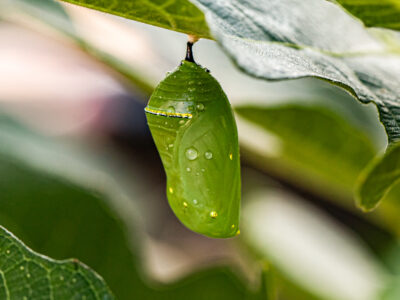 Sammy's Chrysalis