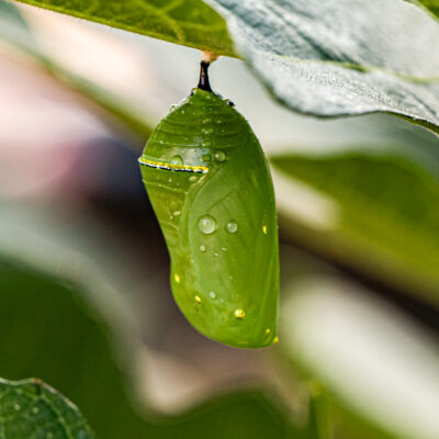 Sammy's Chrysalis