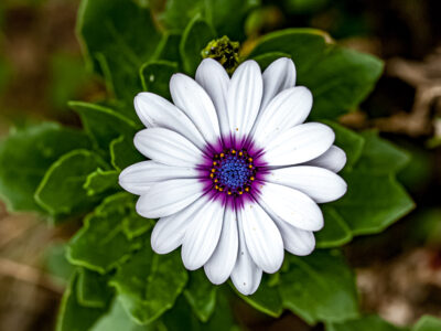 White Osteopermum Flower