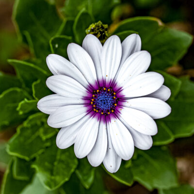 White Osteopermum Flower