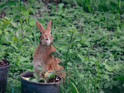Curious Rabbit