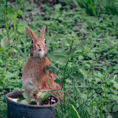 Curious Rabbit
