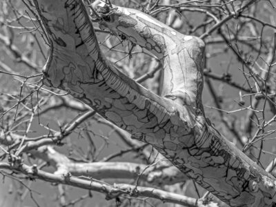 Black and White Sycamore at Mill Creek Preserve, York Township, Pennsylvania