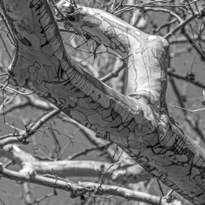 Black and White Sycamore at Mill Creek Preserve, York Township, Pennsylvania