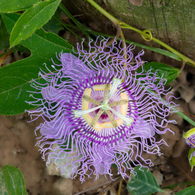 Helicon Passion Flower