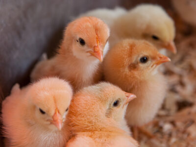 Regina's Chicks