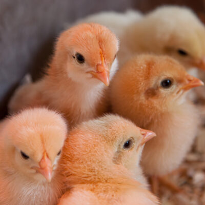 Regina's Chicks