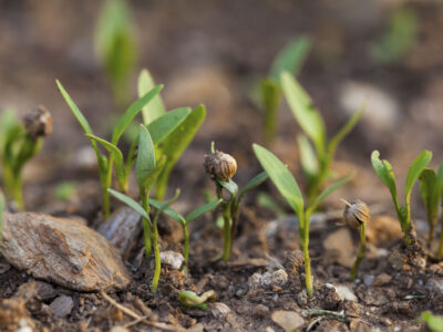 Cilantro starts as viewed at ground level.