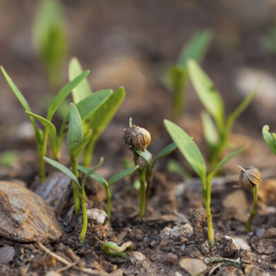 Cilantro starts as viewed at ground level.