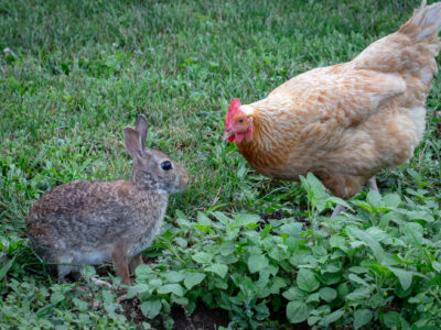 A rabbit and a golden feathered hen appear to face off with each other.