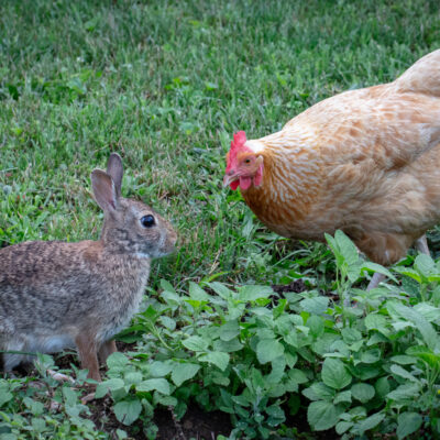 A rabbit and a golden feathered hen appear to face off with each other.