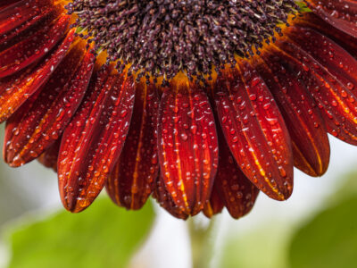 Red sunflower with water droplets on petals